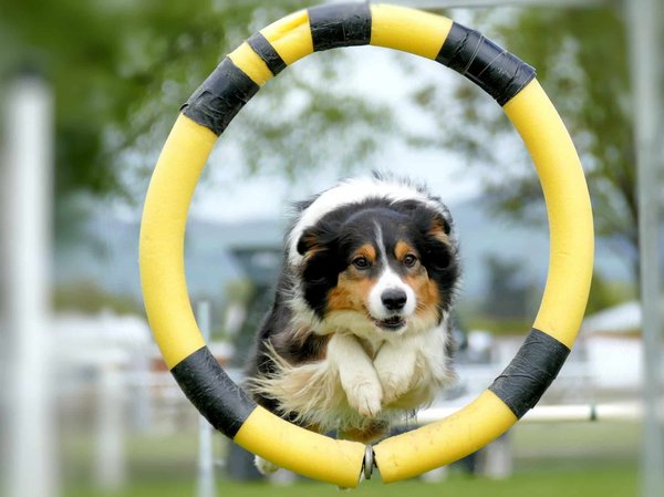 10 Jeux Interactifs Incontournables pour Stimuler l'Esprit de Votre Chien