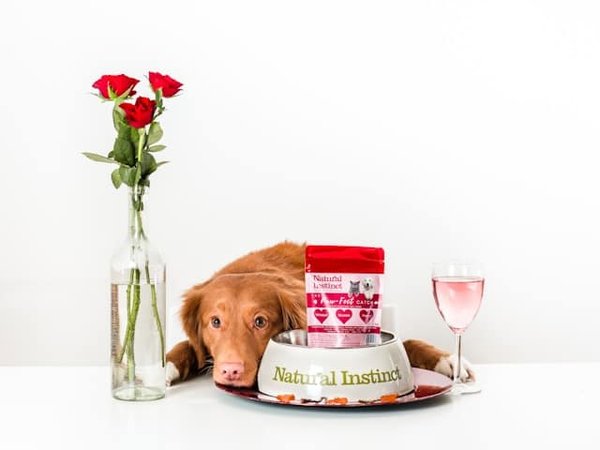 10 Recettes Hypoallergéniques Maison pour Chiens Allergiques : Nourrissez-les Sainement !