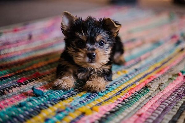 Les 7 étapes infaillibles pour apprendre la propreté à votre chiot