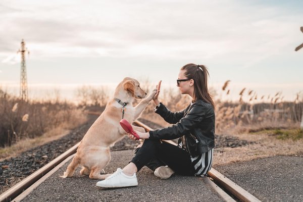 Les Techniques Essentielles pour le Dressage des Chiens de Chasse - Guide Complet