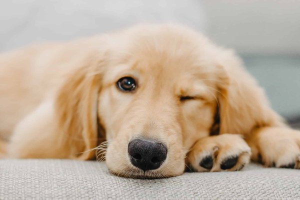 Rencontre avec les meilleurs éleveurs de Chiens de France : Passion, Qualité et Compagnie