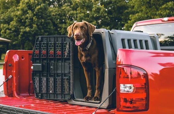 Comment adopter un chien à l'étranger : étapes et conseils