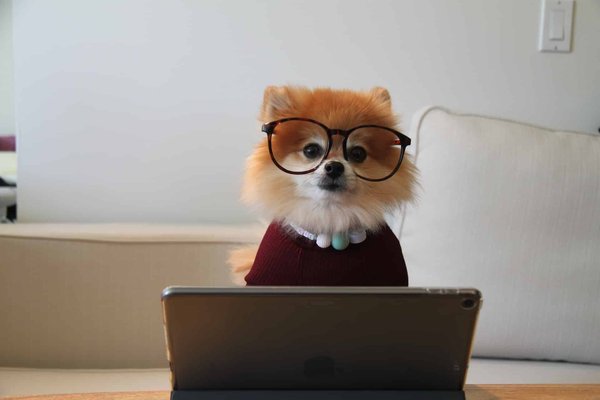 Les meilleures races de chiens adaptées à la vie en appartement