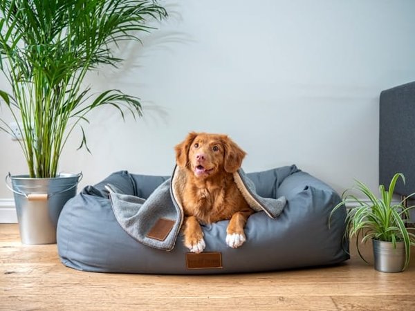 Comment identifier la race de votre chien : un guide pratique pour les propriétaires