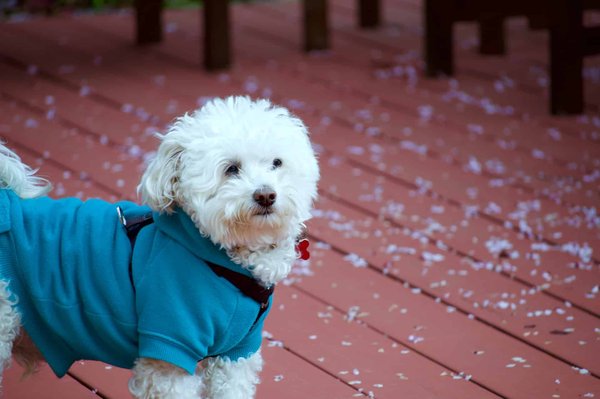 Top 10 des petites races de chiens sportives idéales pour les aventuriers urbains