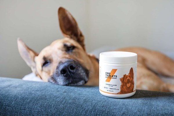Reconnaître les signes de vieillesse chez votre chien : comment savoir si votre fidèle compagnon prend de l'âge ?