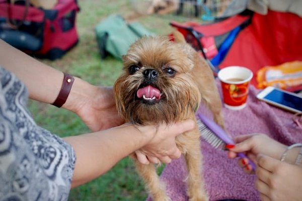 Trouver le Bon Toiletteur pour votre Chien : Conseils et Critères de Sélection