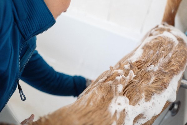 À quelle fréquence faut-il vraiment laver son chien ? Décryptage et conseils