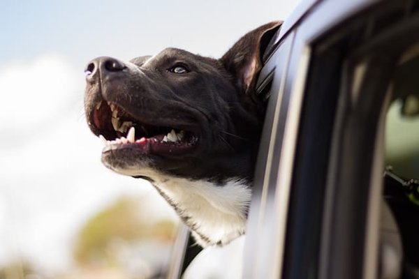 Voyager avec votre chien : Conseils pour les longs trajets en voiture